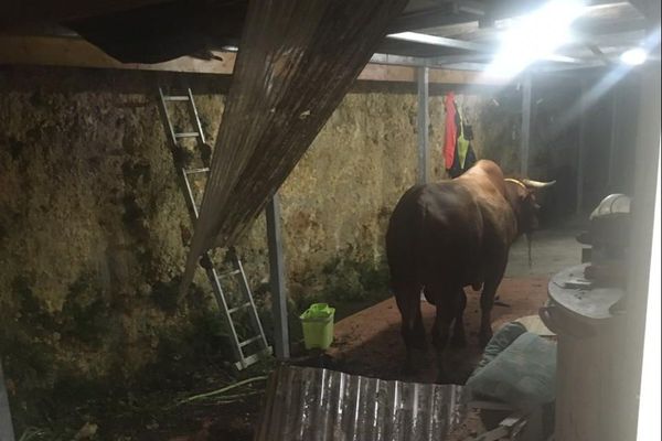 Boeuf tombé de la falaise, sur le toit d'une maison