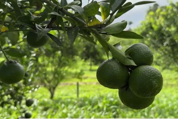 Citrons, oranges ou mandarines se font plus rares sur les étals des marchés de Guadeloupe.