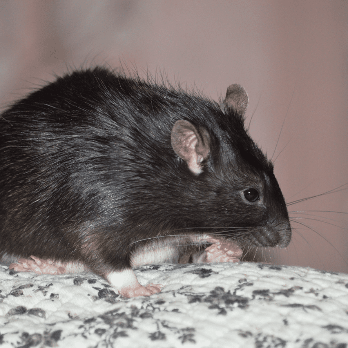 Le rat noir a envahi votre maison, que faire?