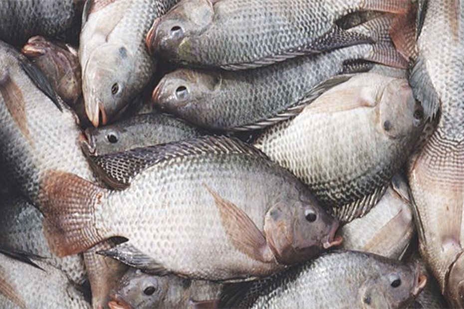 La production du Tilapia peut offrir de nouveaux débouchés Martinique