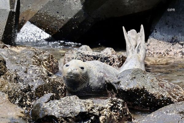 Le phoque a été remis à l'eau