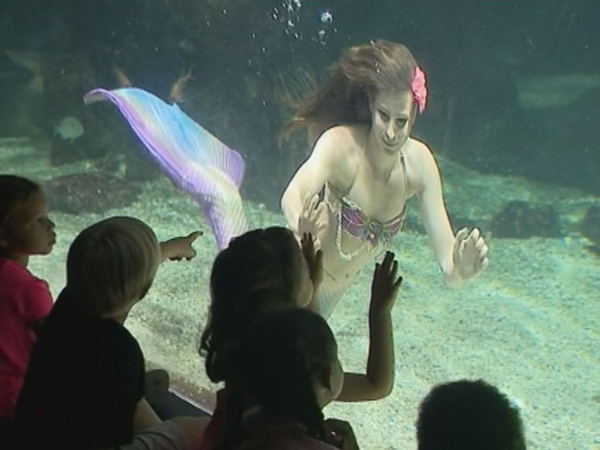 La Petite Sirene A L Aquarium De Guadeloupe Guadeloupe La 1ere