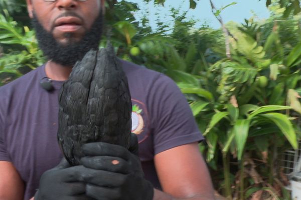 Des déchets de noix de coco transformés en charbon écologique.