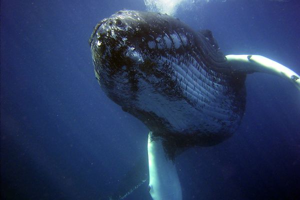 Une baleine à bosse (photo d'illustration).
