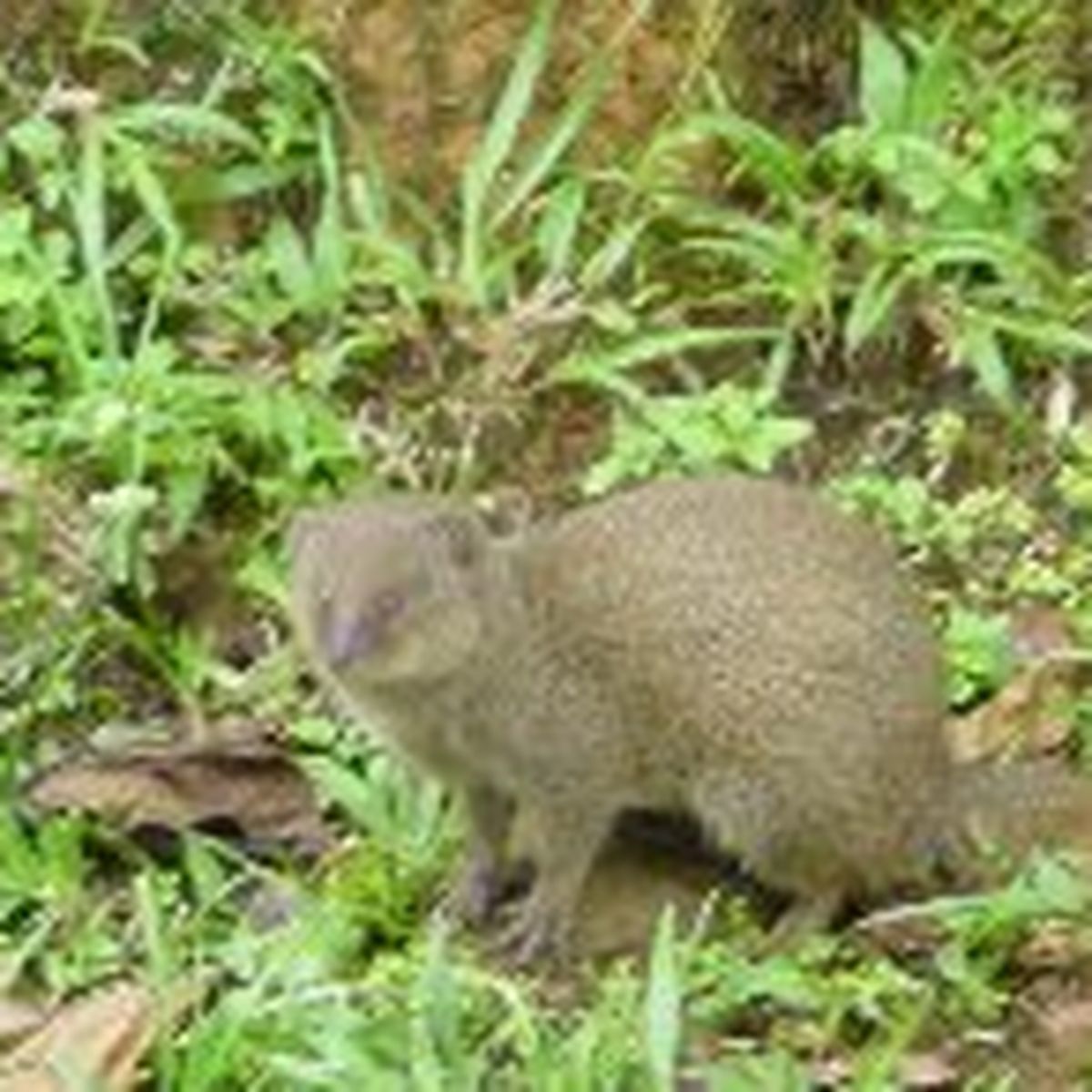 L Enfant Et La Mangouste Guadeloupe La 1ere