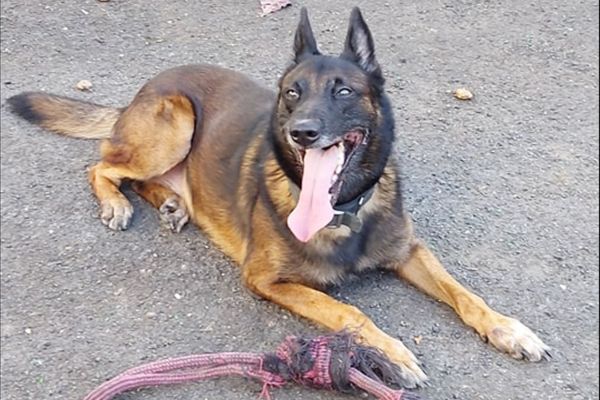 Malcom, chien-policier, spécialisé dans la recherche de produits stupéfiants.