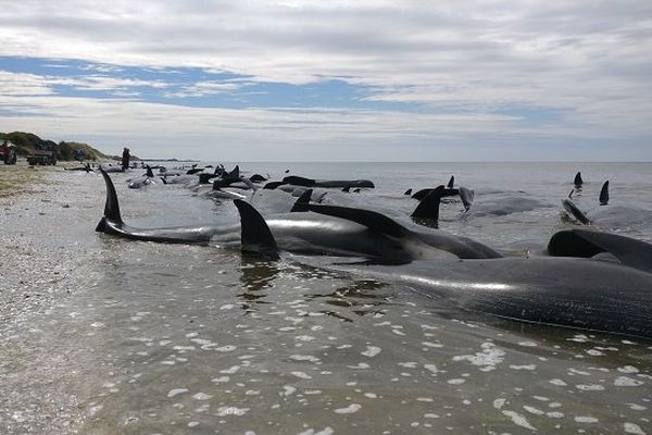 Baleines échouées Nouvelle-Zélande