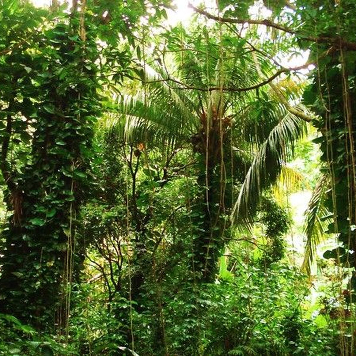 Une journée pour éduquer sur le potentiel des forêts - Guadeloupe la 1ère