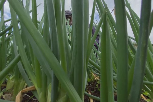 Plantation agricole en Martinique.