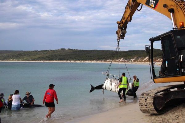 Sauvetage de globicephales à Hamelin Bay, Australie-occidentale, 23 mars 2018