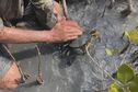 VIDÉO. À la recherche des crabes de palétuviers, dans la mangrove de Pouembout