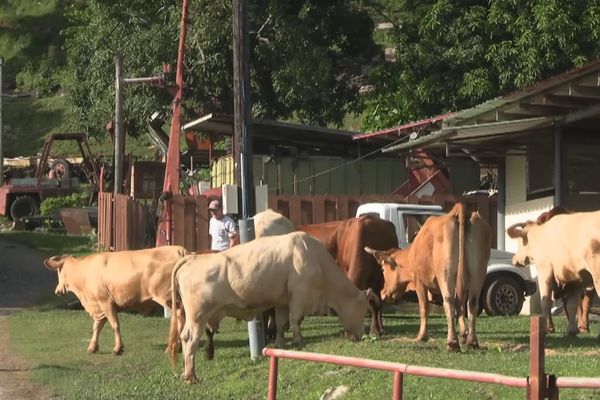 Le GDSA en inspection à Raiatea le lundi 24 janvier 2022.