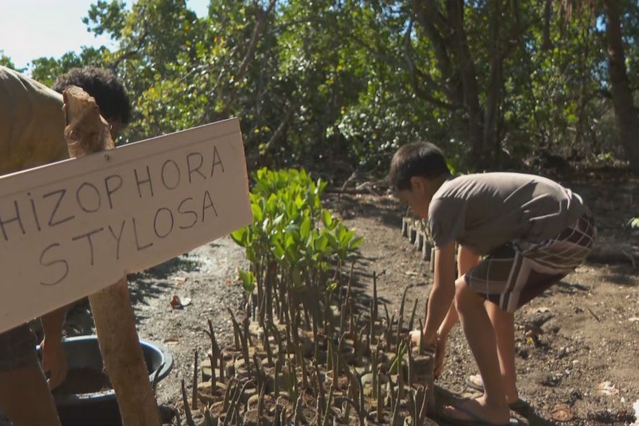 A Touho, l’Associazione Hô-üt monitora la buona salute delle mangrovie