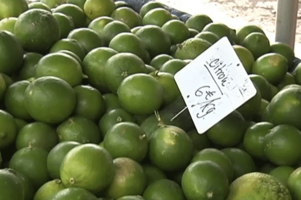 Etale de citrons en Guyane