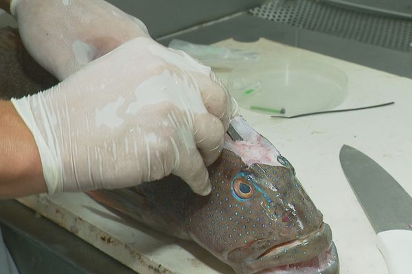 La partie supérieure du crâne des poissons est notamment entaillée pour accéder à l'oreille interne des spécimens étudiés.