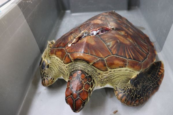 Une tortue présente une plaie profonde et sanglante au niveau de la carapace laissant apparaître certains organes internes. La collision avec un bateau est l’hypothèse la plus probable.