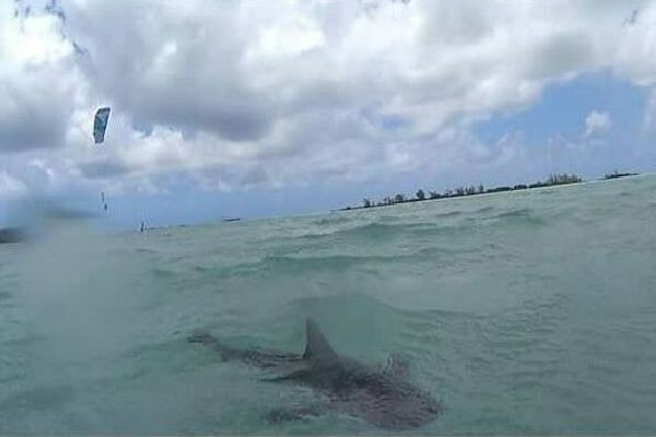  Requin dans le lagon de Maurice