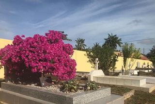 La Toussaint Des Fleurs Pour Les Tombes Des Cimetières De