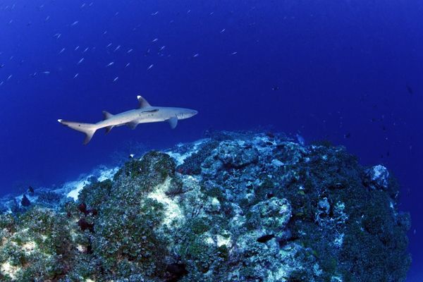 Requins (Photo sous-marine d'illustrations)