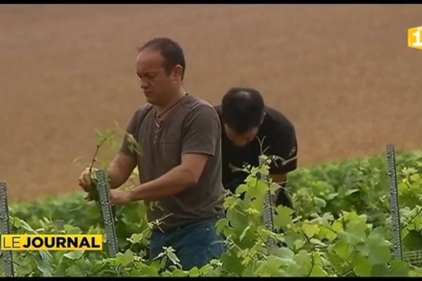 Steve Moana, le Tahitien producteur de vin