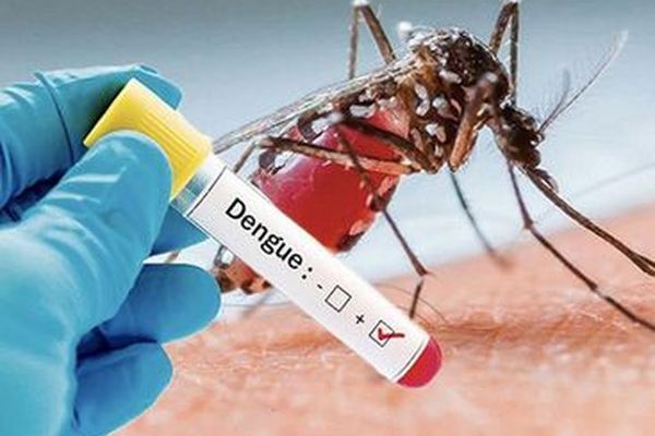 L'épidémie de dengue en Guadeloupe est en phase 4 niveau 1 en ce début d'année 2025.