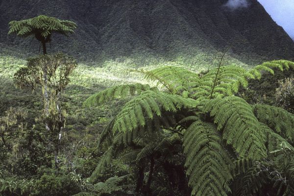 Fougère arborescente Cyathea 