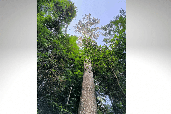 Le kimboto de son nom scientifique Pradosia cochearia culmine à 74,80 mètres dans la forêt de Guyane