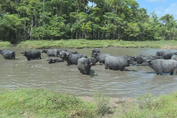 Les bufflons à Sinnamary