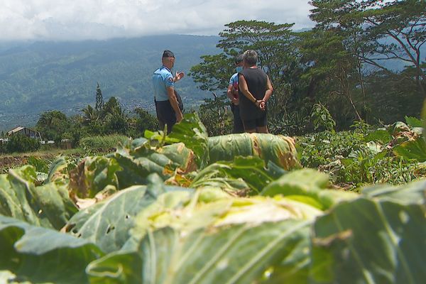 Des agriculteurs victimes de vols à répétition dans leurs champs