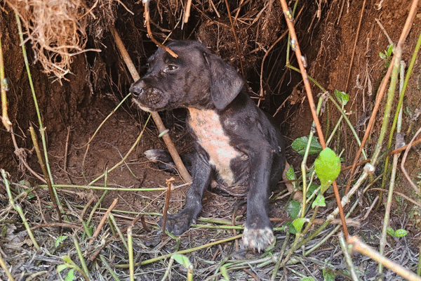 Un chiot retrouvé abandonné au belvédère le 24 janvier 2025. Ils étaient huit au total, dont deux déjà morts.